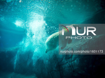 Polar bears Aurora and Peregrino, respectively 5 and 6 years old, live in the São Paulo Aquarium in Ipiranga, South Zone of the capital on 4...