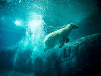 Polar bears Aurora and Peregrino, respectively 5 and 6 years old, live in the São Paulo Aquarium in Ipiranga, South Zone of the capital on 4...