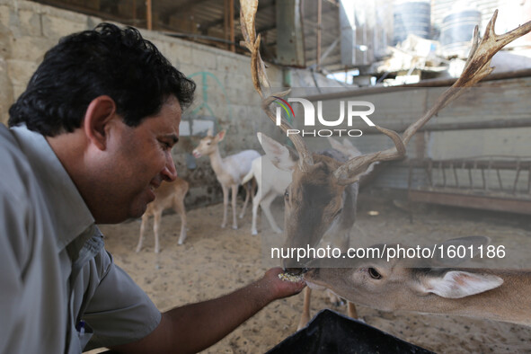 Deers at small farm in Khan Yunis, in southern Gaza Strip, on October 12, 2016. Two male and female deers were smuggled from Egypt into the...