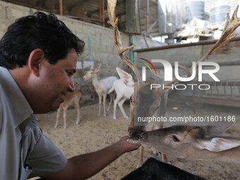 Deers at small farm in Khan Yunis, in southern Gaza Strip, on October 12, 2016. Two male and female deers were smuggled from Egypt into the...