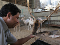 Deers at small farm in Khan Yunis, in southern Gaza Strip, on October 12, 2016. Two male and female deers were smuggled from Egypt into the...