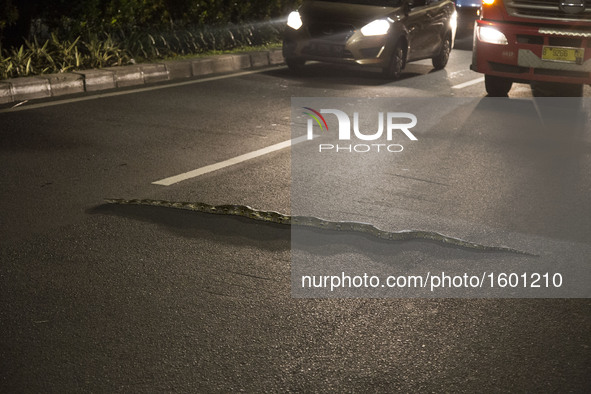 A snake phython type found on the street at Halim - Jakarta, Indonesia, on 8 December 2016. The snake stuck on the street causing a little t...