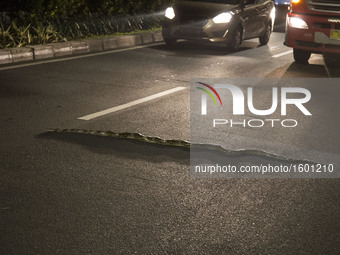 A snake phython type found on the street at Halim - Jakarta, Indonesia, on 8 December 2016. The snake stuck on the street causing a little t...