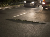 A snake phython type found on the street at Halim - Jakarta, Indonesia, on 8 December 2016. The snake stuck on the street causing a little t...