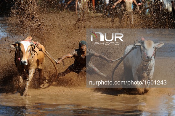 A jockey spurs the cows during Pacu Jawi at Tabek village, Pariangan district on August 14, 2016 in Tanah Datar, Indonesia. Pacu Jawi (tradi...