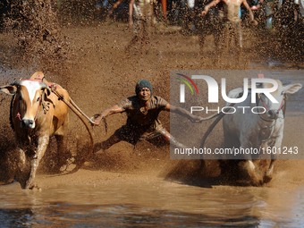 A jockey spurs the cows during Pacu Jawi at Tabek village, Pariangan district on August 14, 2016 in Tanah Datar, Indonesia. Pacu Jawi (tradi...