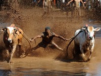 A jockey spurs the cows during Pacu Jawi at Tabek village, Pariangan district on August 14, 2016 in Tanah Datar, Indonesia. Pacu Jawi (tradi...