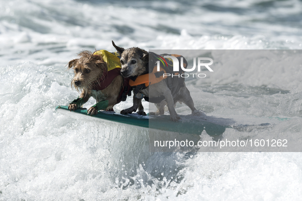 Dogs compete in a surfing competition during the 11th annual Helen Woodward Animal Center’s Surf Dog Surf-A-Thon in Del Mar, California. Oct...