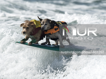 Dogs compete in a surfing competition during the 11th annual Helen Woodward Animal Center’s Surf Dog Surf-A-Thon in Del Mar, California. Oct...