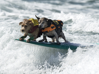 Dogs compete in a surfing competition during the 11th annual Helen Woodward Animal Center’s Surf Dog Surf-A-Thon in Del Mar, California. Oct...