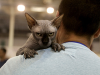 Man with a cat during International Dog And Cat Festival Athens 2016 in Athens, Greece, on October 15, 2016. (