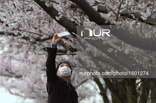 A man takes a picture of cherry blossoms in full bloom in Tokyo April 2, 2016.  