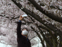 A man takes a picture of cherry blossoms in full bloom in Tokyo April 2, 2016.  (