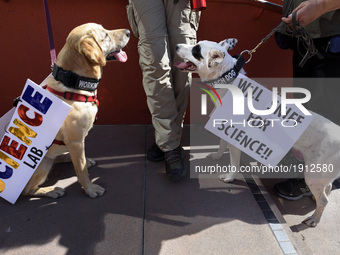 Dogs wearing signs during the March for Science in Los Angeles, California on April 22, 2017. The event which coincides with Earth Day was h...