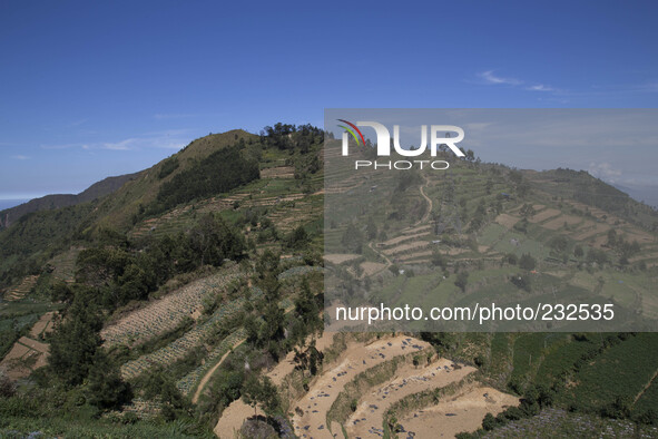 Potatoes farm at Dieng, known as the best potatoes product in Indonesia. Dieng plateau in Central Java, is part of the district of Banjarneg...