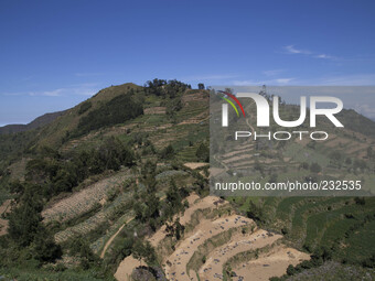 Potatoes farm at Dieng, known as the best potatoes product in Indonesia. Dieng plateau in Central Java, is part of the district of Banjarneg...