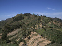 Potatoes farm at Dieng, known as the best potatoes product in Indonesia. Dieng plateau in Central Java, is part of the district of Banjarneg...