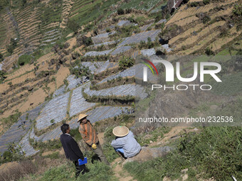 Farmers of patatoes farm in Dieng. Dieng plateau in Central Java, is part of the district of Banjarnegara and Wonosobo regency. It lies to t...