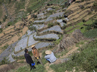 Farmers of patatoes farm in Dieng. Dieng plateau in Central Java, is part of the district of Banjarnegara and Wonosobo regency. It lies to t...