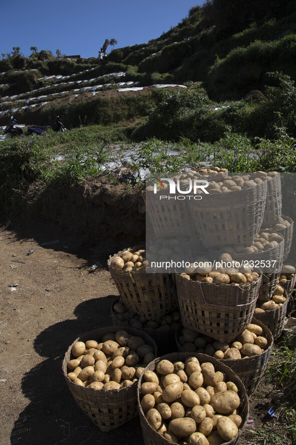 Potatoes production from Dieng known as the best potatoes in Indonesia. Dieng plateau in Central Java, is part of the district of Banjarnega...