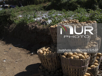 Potatoes production from Dieng known as the best potatoes in Indonesia. Dieng plateau in Central Java, is part of the district of Banjarnega...