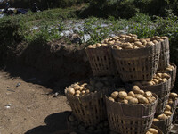 Potatoes production from Dieng known as the best potatoes in Indonesia. Dieng plateau in Central Java, is part of the district of Banjarnega...