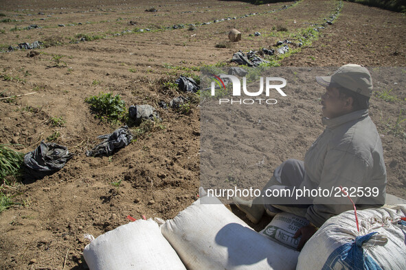 A potatoes farmer ready to fertillize his land before plant seed potatoes  at Dieng. Dieng plateau in Central Java, is part of the district...