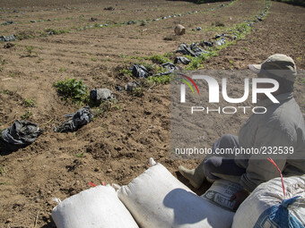 A potatoes farmer ready to fertillize his land before plant seed potatoes  at Dieng. Dieng plateau in Central Java, is part of the district...