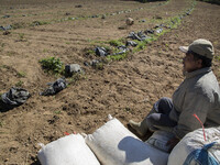 A potatoes farmer ready to fertillize his land before plant seed potatoes  at Dieng. Dieng plateau in Central Java, is part of the district...