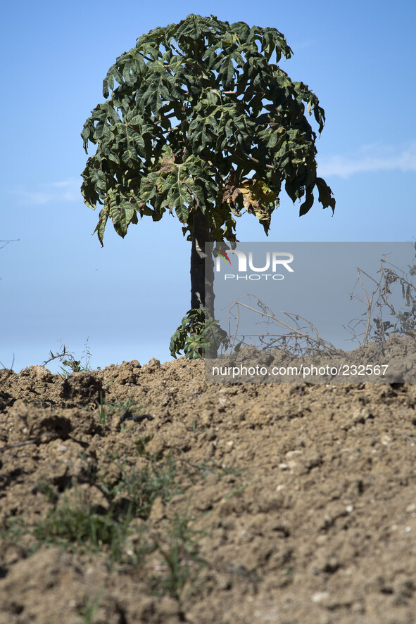 Carica Papaya, the only papaya plant the growth at Dieng, the fruit use for candied papay that sold as souvenir of people who visit dieng. D...