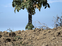 Carica Papaya, the only papaya plant the growth at Dieng, the fruit use for candied papay that sold as souvenir of people who visit dieng. D...