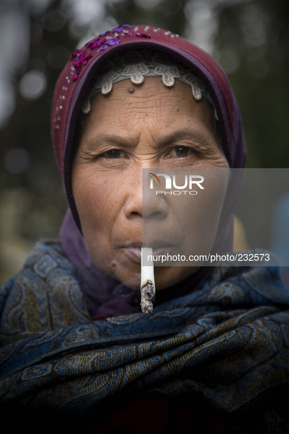 Traditional Dieng woman with her dieng tobacco production. Dieng plateau in Central Java, is part of the district of Banjarnegara and Wonoso...