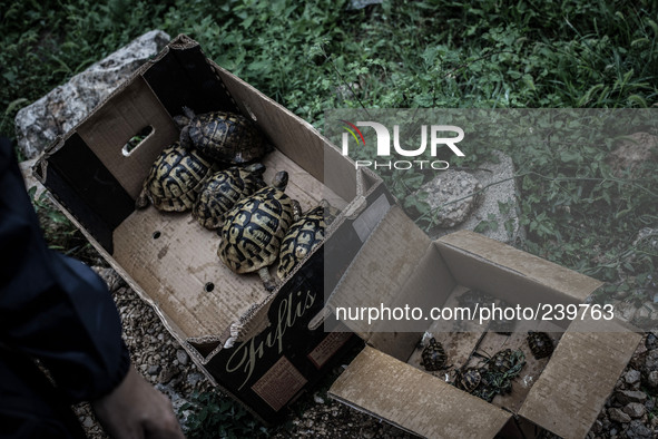 Illegal sale of turtles near the Apparition Hill, in Medjugorje, on September 2, 2014. Almost one million people visit Medjugorje each year,...