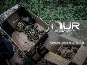 Illegal sale of turtles near the Apparition Hill, in Medjugorje, on September 2, 2014. Almost one million people visit Medjugorje each year,...