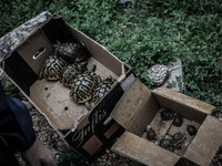 Illegal sale of turtles near the Apparition Hill, in Medjugorje, on September 2, 2014. Almost one million people visit Medjugorje each year,...