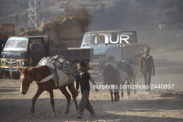 Workers carrying raw bricks using donkey at a brick factory in Lalitpur, Nepal on Tuesday, January 23, 2018. 