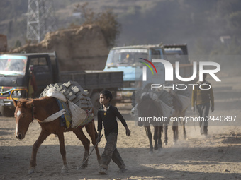 Workers carrying raw bricks using donkey at a brick factory in Lalitpur, Nepal on Tuesday, January 23, 2018. (