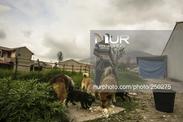 Photo taken on Sept. 13, 2014
Villager give a dog eat as Mount Sinabung is seen on the background in Sukanalu village, At Karo, North Sumatr...