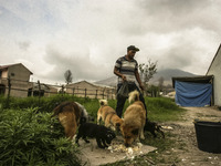 Photo taken on Sept. 13, 2014
Villager give a dog eat as Mount Sinabung is seen on the background in Sukanalu village, At Karo, North Sumatr...