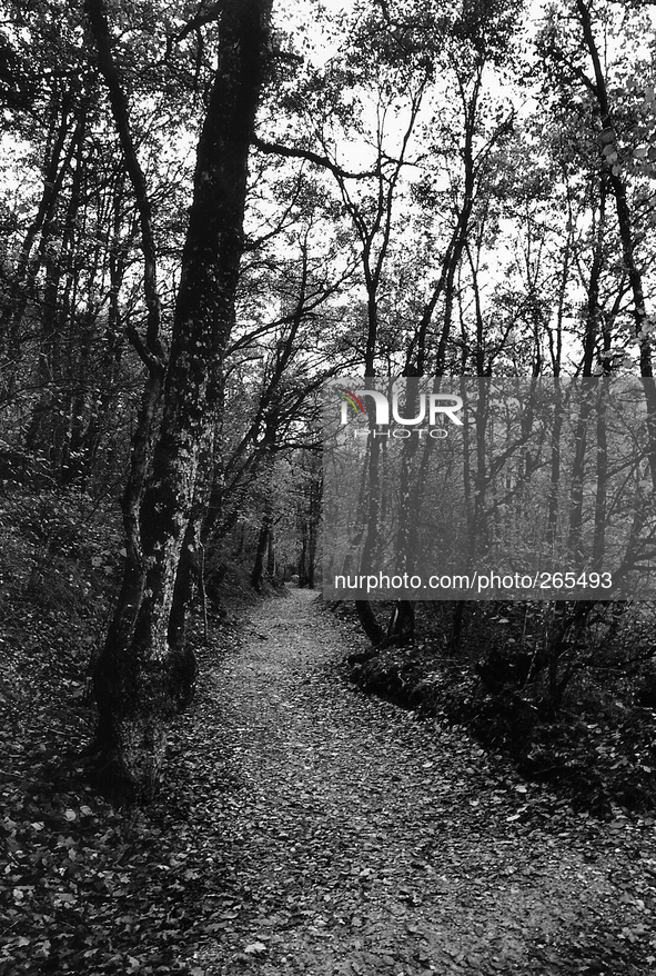 Forest of Roncesvalles in Roncesvalles, Spain, on  November 2004  