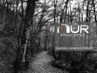 Forest of Roncesvalles in Roncesvalles, Spain, on  November 2004  (