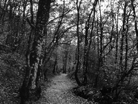 Forest of Roncesvalles in Roncesvalles, Spain, on  November 2004  (