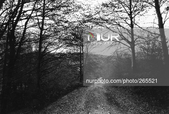 Forest in Alto de Erro 815 meters h. , in Alto de Erro, Spain, on December 2004 