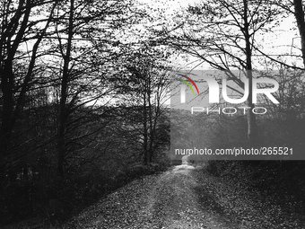 Forest in Alto de Erro 815 meters h. , in Alto de Erro, Spain, on December 2004 (