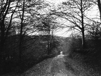 Forest in Alto de Erro 815 meters h. , in Alto de Erro, Spain, on December 2004 (