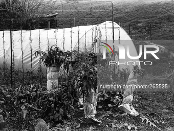 Cultivation of plants "Cardi", in Zubiri, Spain, on December 2004  (