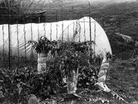 Cultivation of plants "Cardi", in Zubiri, Spain, on December 2004  (