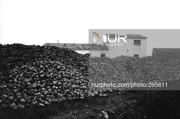 Cultivation of cereals, in Cirueña, Spain, on December 2004 