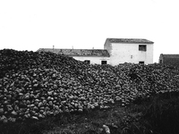 Cultivation of cereals, in Cirueña, Spain, on December 2004 (