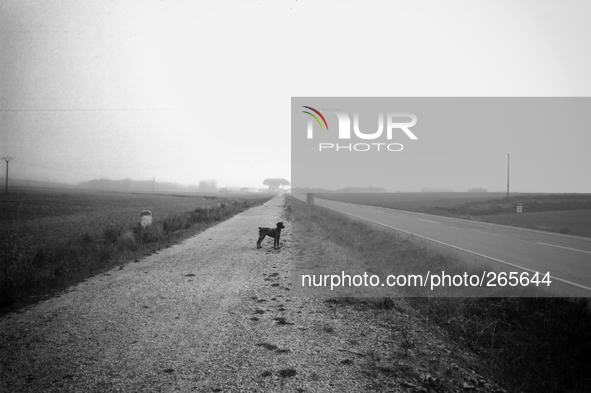 A dog, my companion on the journey along the Meseta, in Revenga de Campos, Spain, on December 2004 